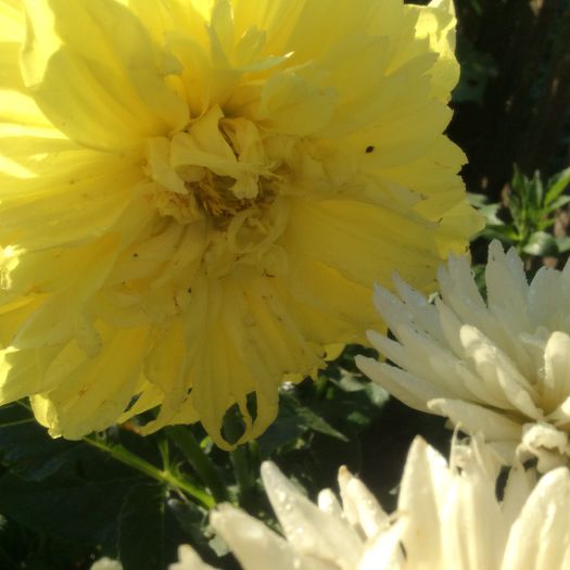 image - plante de gradina