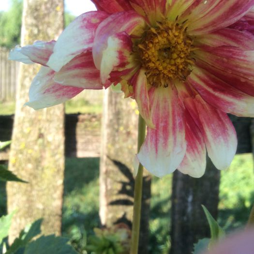 image - plante de gradina