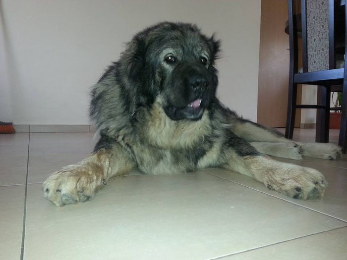 DIXI CAUCAZIAN DE NEAMT