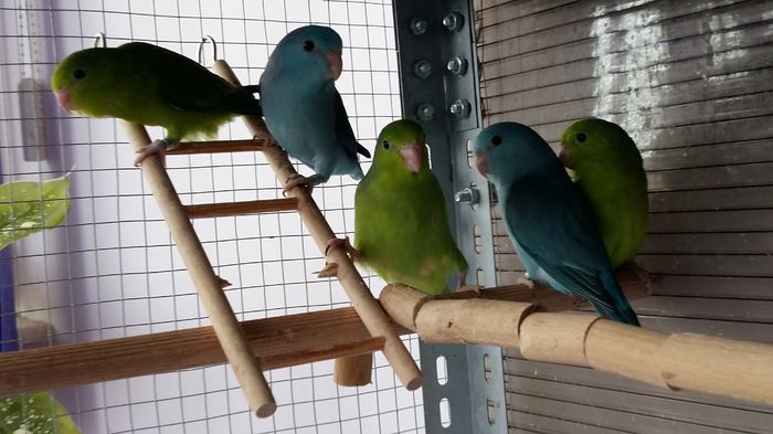 verde si albastru; pui verzi 100 lei
pui albastrii 150 lei
