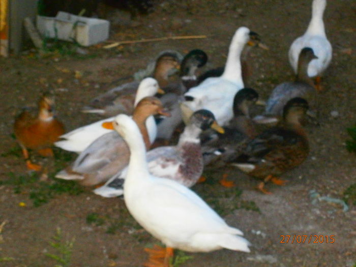 ALBELE SUNT SALBATICE