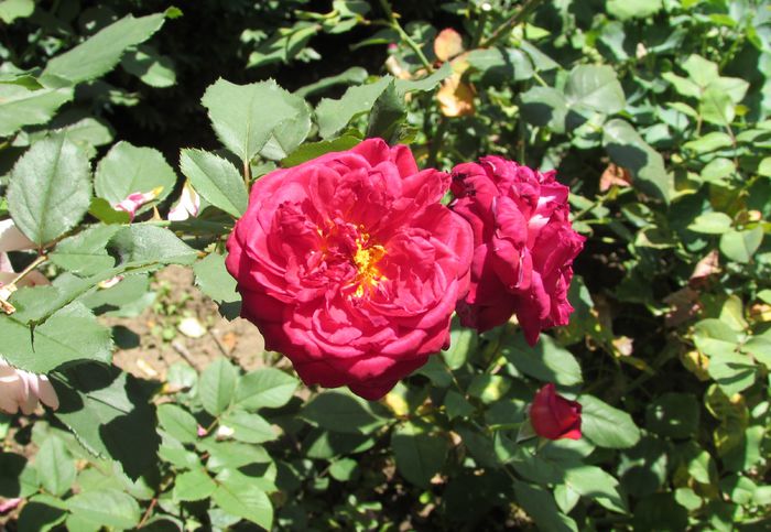 lami-des-jardins - 2015 trandafiri -IV