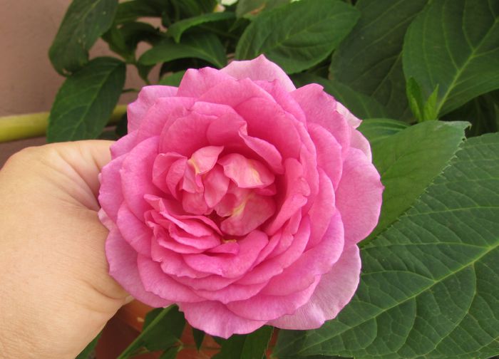 prima floare :))) - 2015 trandafiri -IV