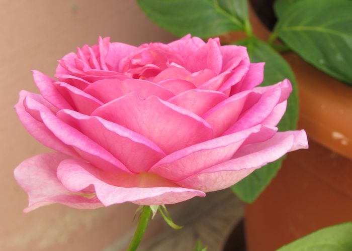 village-de-saint-yrieix rose - 2015 trandafiri -IV