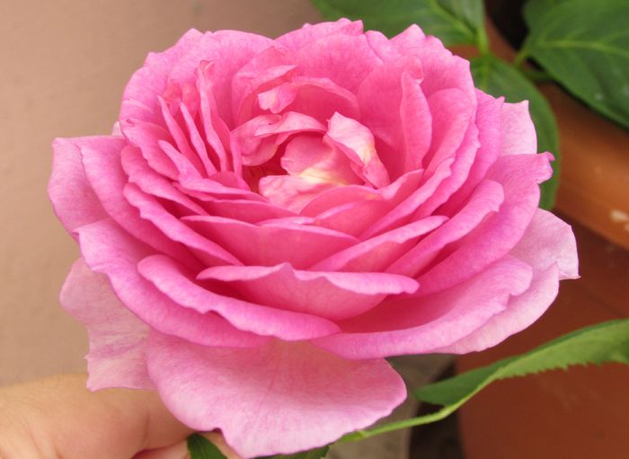 village-de-saint-yrieix rose - 2015 trandafiri -IV