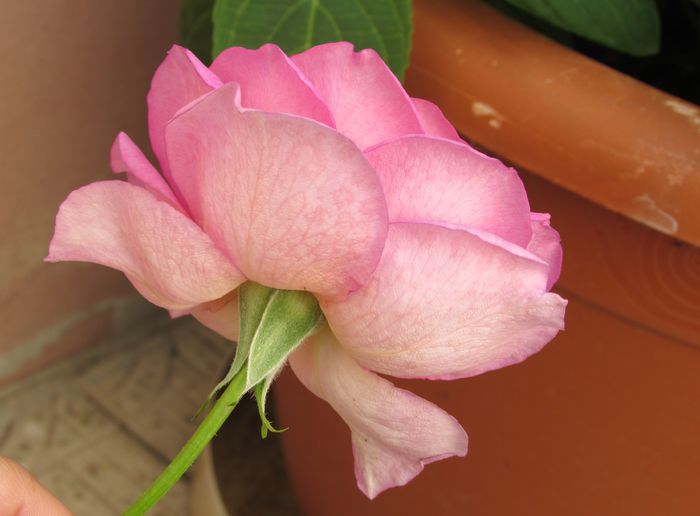 village-de-saint-yrieix rose - 2015 trandafiri -IV