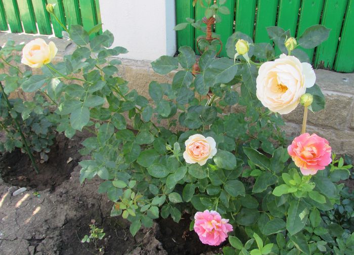 23 07,Jude the Obscure,rose des cisterciens - 2015 trandafiri -IV