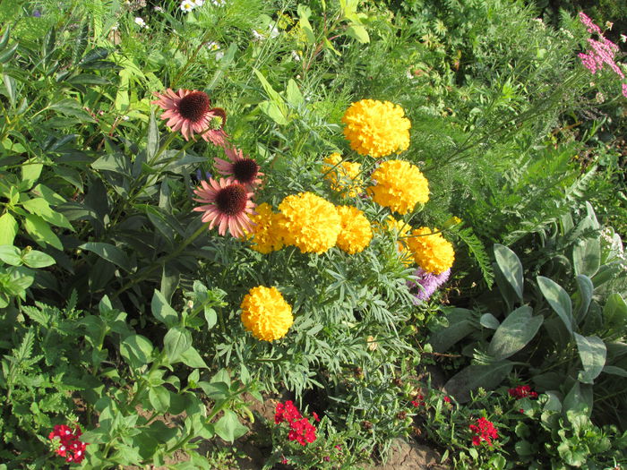 20 iulie - 2015 plantele mele - II