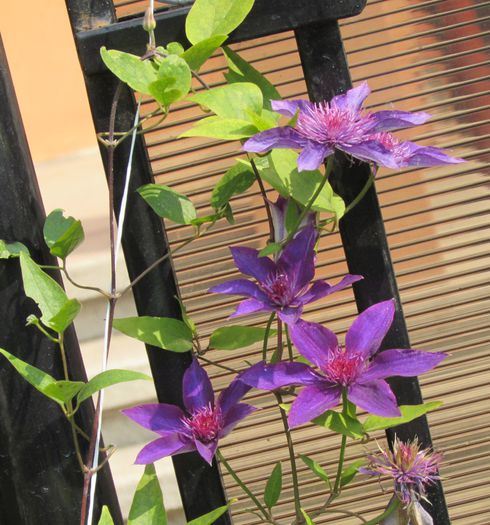 clematis Multi Blue