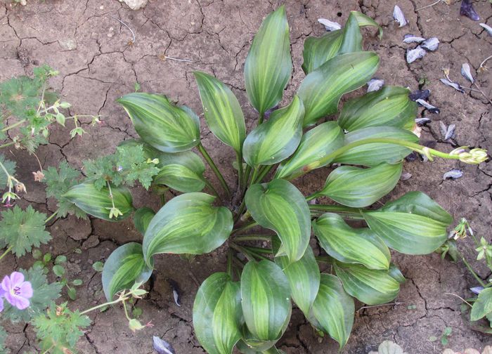 hosta "Geisha" - 2015 plantele mele - II