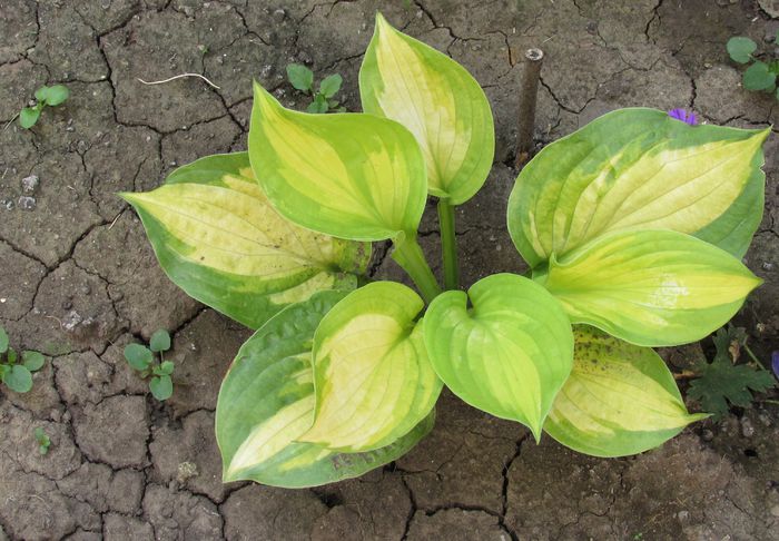 hosta "dance with me" - 2015 plantele mele - II
