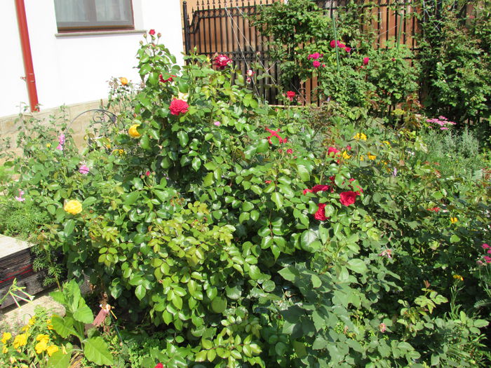 21 iulie - 2015 plantele mele - II