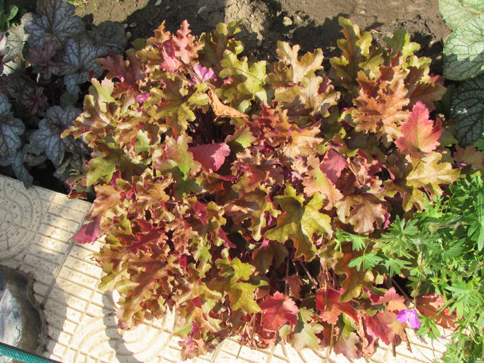 heuchera marmelade - 2015 plantele mele - II