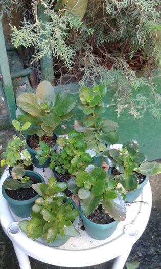 IMG-20150728-WA0014 - KALANCHOE