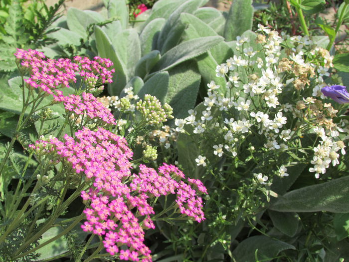 achillea paprika si achillea ptarmica - 2015 plantele mele - II