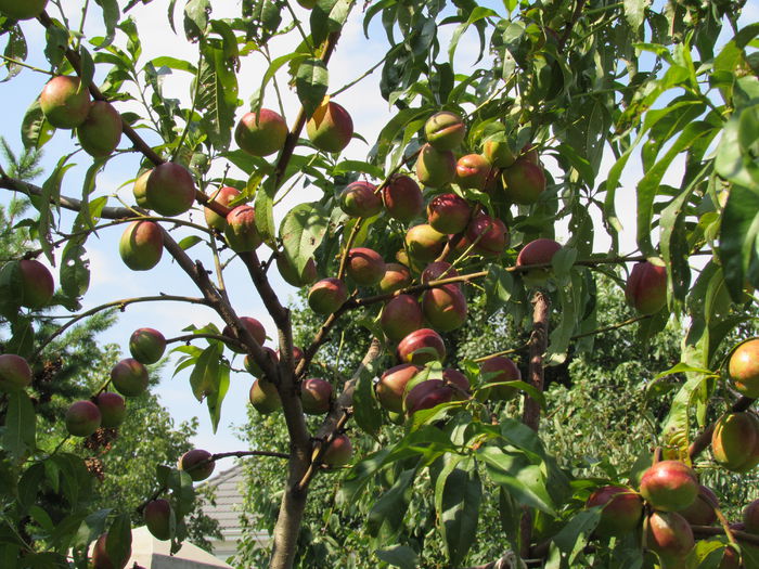 nectarine :)) - 2015 plantele mele - II