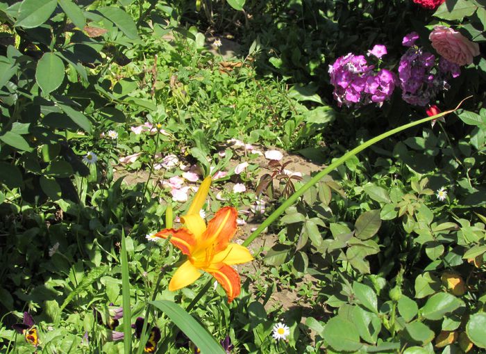 22 iulie, hemerocallis frans hals - 2015 plantele mele - II