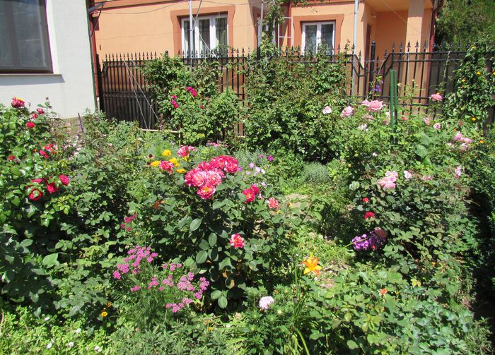 22 iulie - 2015 plantele mele - II