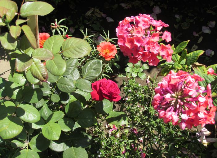 Alain Souchon,phlox orange - 2015 plantele mele - II