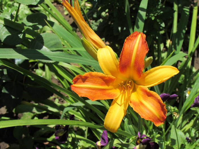 23 iulie, hemerocallis frans hals - 2015 plantele mele - II