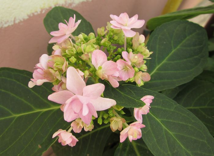hortensia You-Me_Passion  :)) - 2015 plantele mele - II