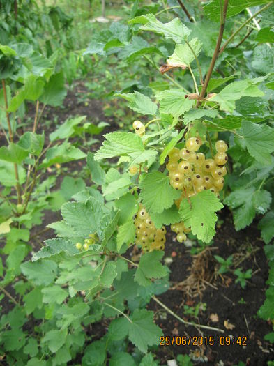 Picture 3733 - 3 ARBUSTI FRUCTIFERI SI ORNAMENTALI