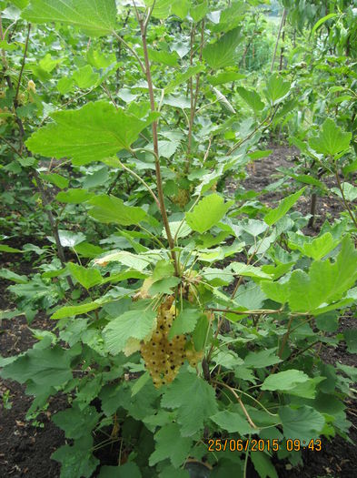 Picture 3736 - 3 ARBUSTI FRUCTIFERI SI ORNAMENTALI