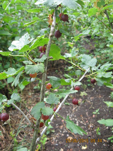 Picture 3738 - 3 ARBUSTI FRUCTIFERI SI ORNAMENTALI