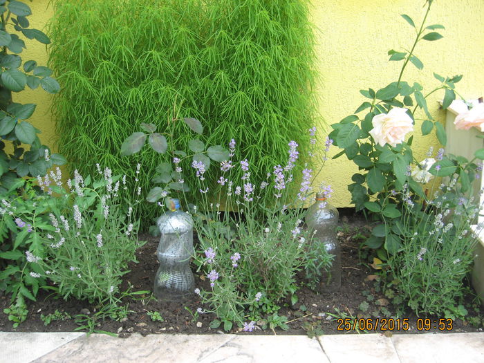 Citeva plantute de lavanda.... - 3 ARBUSTI FRUCTIFERI SI ORNAMENTALI