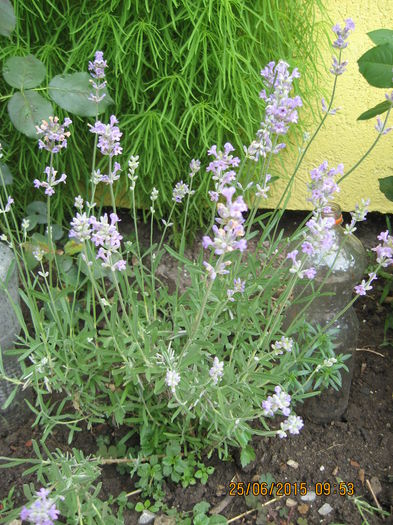 ne ajuta sa scapam de insecte. - 3 ARBUSTI FRUCTIFERI SI ORNAMENTALI