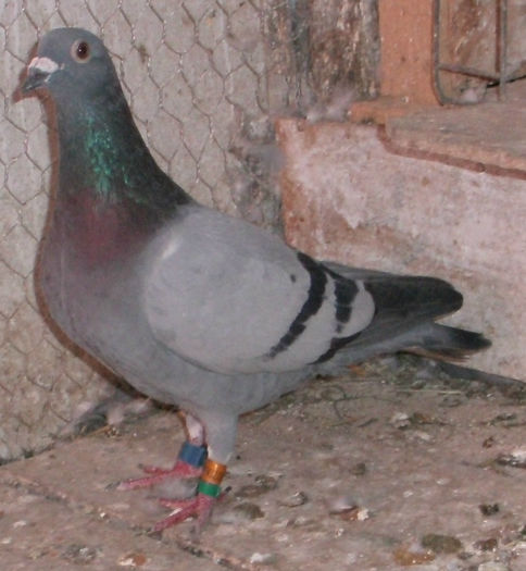 APDC1131 - 2015-Lot Zbor