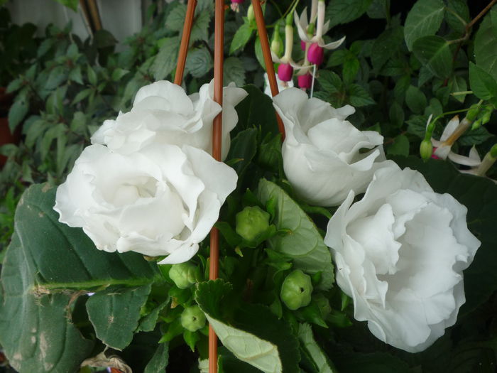 Gloxinia Alba batuta  1 - Flori 2015 - A treia parte