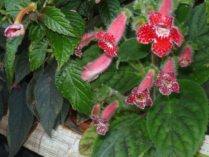 Kohleria