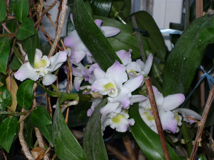 Orhidee.2 - Flori 2015 - A treia parte