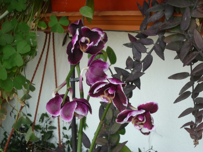 Orhidee - Flori 2015 - A treia parte