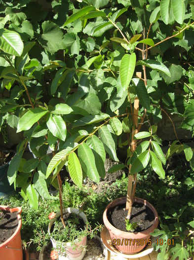 Picture 3864 - Guava - PSIDIUM GUAJAVA