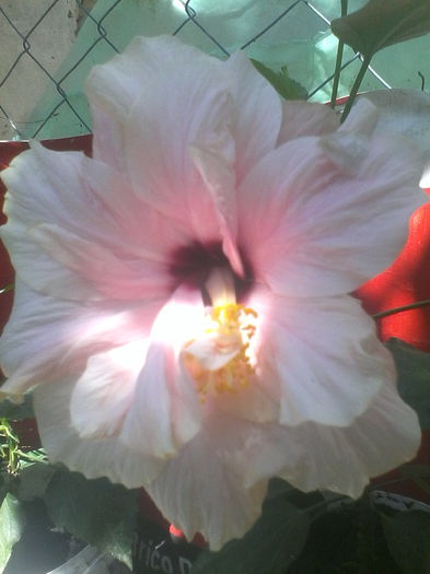 roz pal sau classic pink?; Trebuia as fie roz pal....
