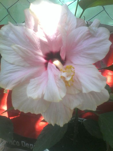 IMG_20150728_120443 - hibiscus