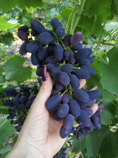 20150725_190018 - VITA DE VIE 2015