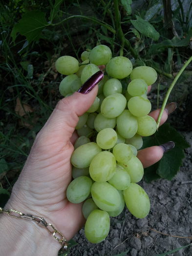 20150725_190057 - VITA DE VIE 2015