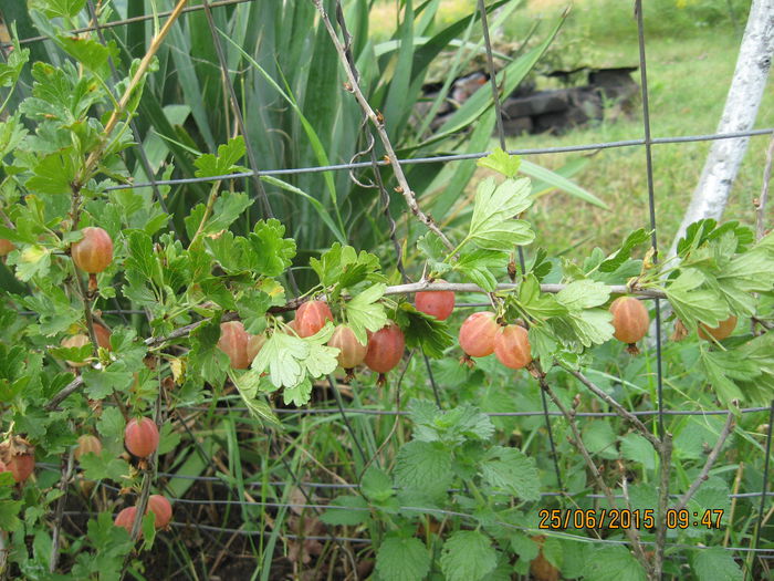 Picture 3743 - 3 ARBUSTI FRUCTIFERI SI ORNAMENTALI