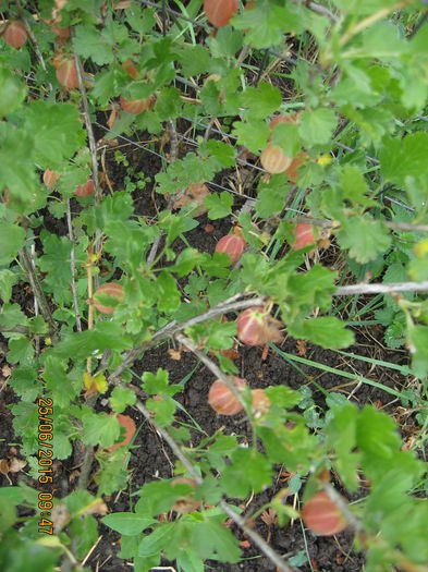 Picture 3744 - 3 ARBUSTI FRUCTIFERI SI ORNAMENTALI