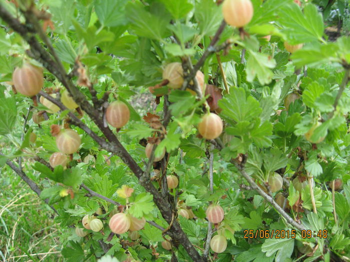 Picture 3745 - 3 ARBUSTI FRUCTIFERI SI ORNAMENTALI