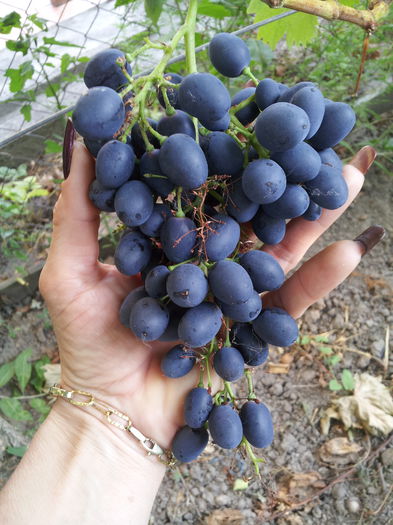 20150725_190246 - VITA DE VIE 2015