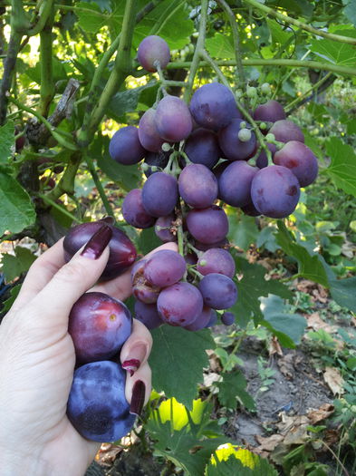 20150725_190456 - VITA DE VIE 2015