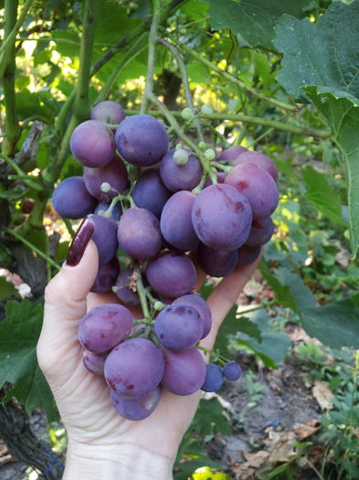 20150725_190513 - VITA DE VIE 2015