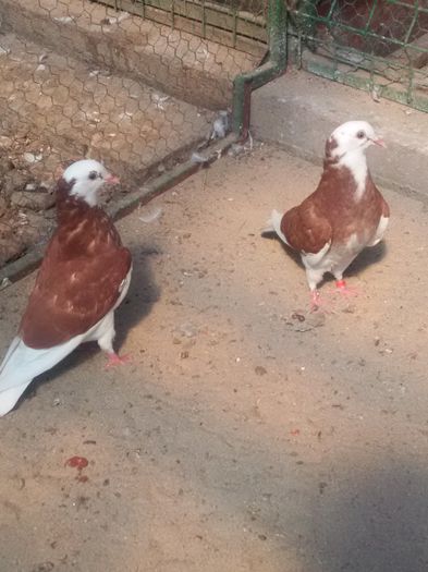 pereche 2015 Nicolae Caracal jud Olt - 8___-PERSOANE CU CARE AM COLABORAT- VANZARI