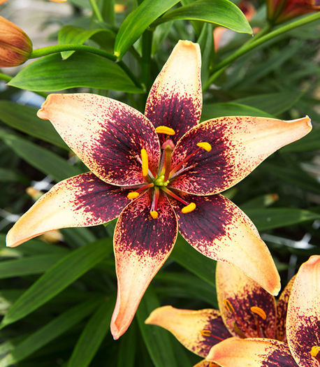 pol_pm_Lilia-Lilium-Whistler-1-szt--1743_1 - achizitii toamna 2015