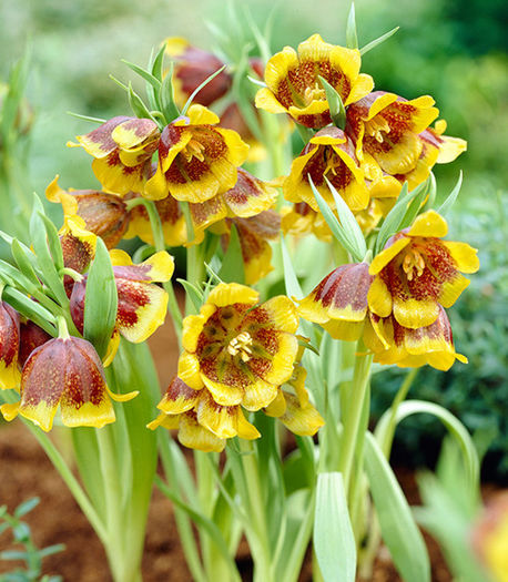 pol_pm_Szachownica-Fritillaria-Michailovskyi-5-szt--1490_1 - achizitii toamna 2015