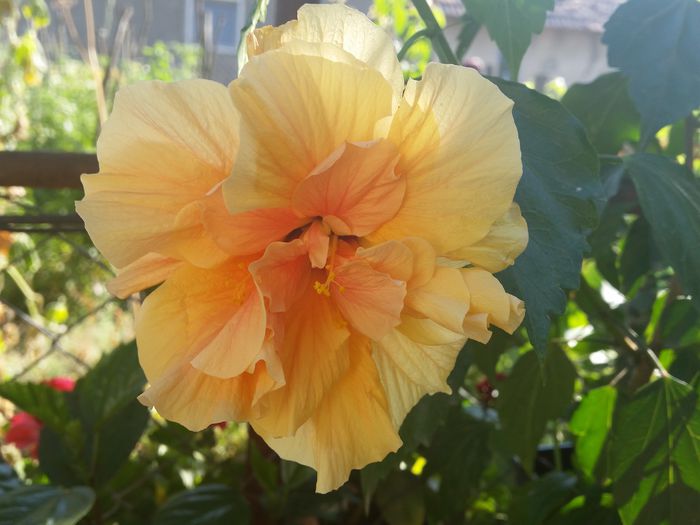  - hibiscus